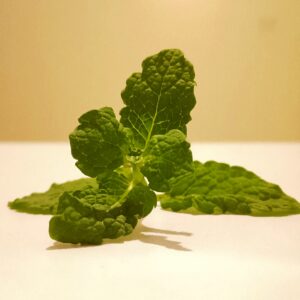 Lemon Balm Mint