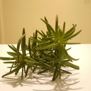 Rosemary